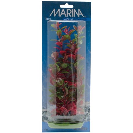 PLANTA 20 CM RED LUDWIGIA - BLI.