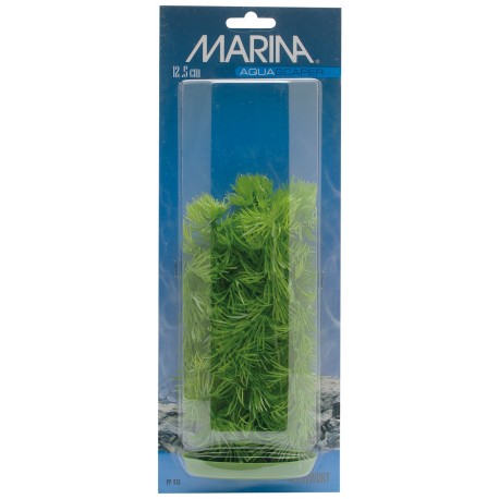 PLANTA 12,5 CM HORNWORT - BLI.