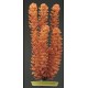 PLANTA 20 CM FOXTAIL - BLI.