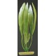 PLANTA 12,5 CM AMAZON SWORD PLANT - BLI.  13 CM