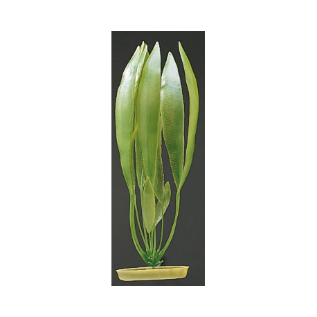 PLANTA 20 CM AMAZON SWORD - BLI.