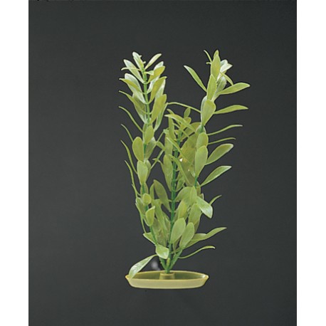 PLANTA 37,5 CM JUNGLE VALLISNERIA