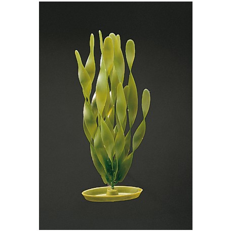 PLANTA 20 CM JUNGLE VALLISNERIA - BLI.