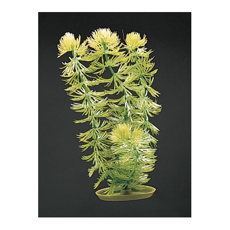 PLANTA 37,5 CM HORWORT