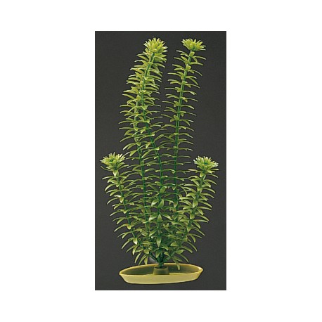 PLANTA 37,5 CM ANACHARIS