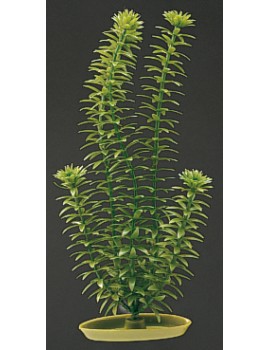 PLANTA 30 CM ANACHARIS - BLI.