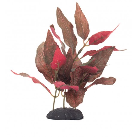 PLANTA 20 CM ALTHERNANTHERA CARDINALIS