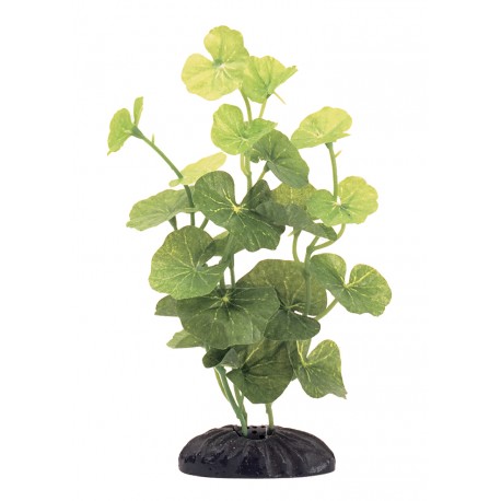 PLANTA 20 CM HYDROCOTYLE LEUCOCEPHALA