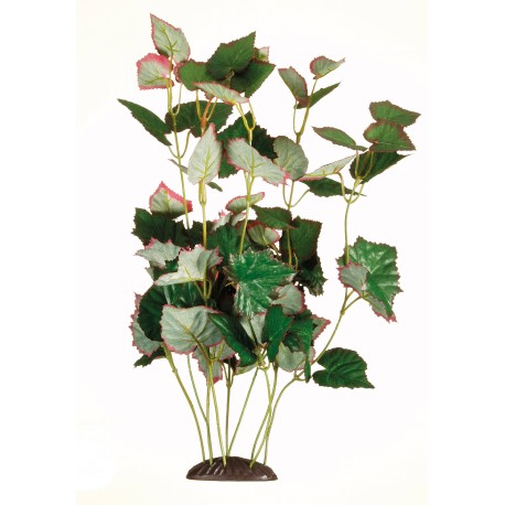 PLANTA 30 CM WATER CHESTNUT