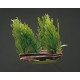 PLANTA 7 CM WILLOW MOSS - BLI.