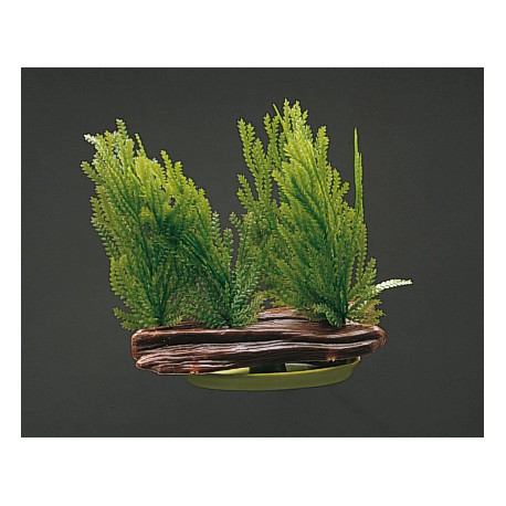 PLANTA 7 CM WILLOW MOSS - BLI.