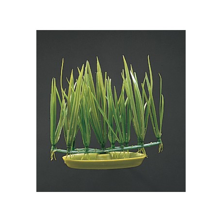 PLANTA 7 CM MICRO SAGITARIA - BLI.