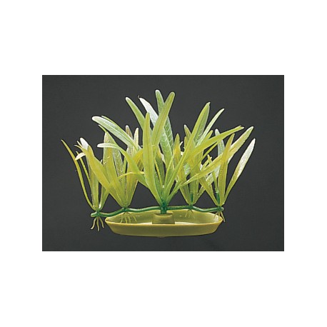 PLANTA 7 CM PIGMYCHAIN SWORD