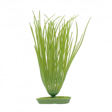 PLANTA 20 CM HAIRGRASS - BLI.