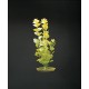 PLANTA 20 CM MONEYWORT - BLI.