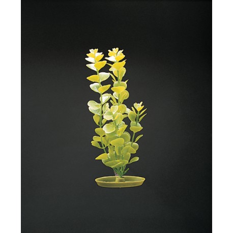 PLANTA 20 CM MONEYWORT - BLI.