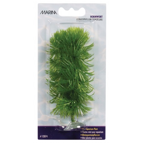 PLANTA 10CM MARINA HORNWORT-BLISTER