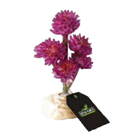 PLANTA SUCELENTA DESERTO VERMELHA 15CM