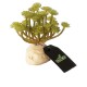 PLANTA SUCELENTA AEONIUM VERDE 11CM