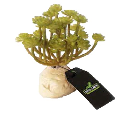 PLANTA SUCELENTA AEONIUM VERDE 11CM