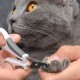 CONJUNTO DE HIGIENE PARA GATOS DE PELO CURTO | CATIT