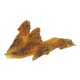 NATURE LABEL BUBIMEX | ASAS DE FRANGO SECAS - 1KG