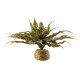 PLANTA "STAR CACTUS"