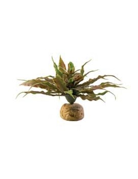 PLANTA "STAR CACTUS"