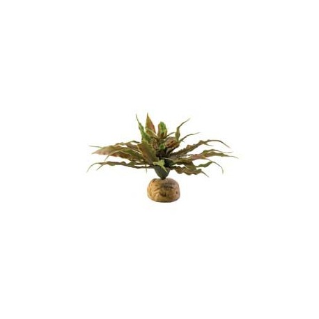 PLANTA "STAR CACTUS"