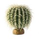 PLANTA "BARREL CACTUS" MD.