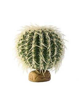 PLANTA "BARREL CACTUS" MD.