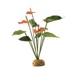 PLANTA "ANTHURIUM BUSH"