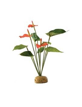 PLANTA "ANTHURIUM BUSH"