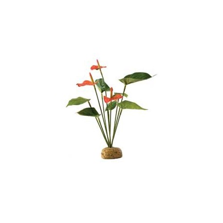 PLANTA "ANTHURIUM BUSH"