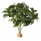 PLANTA "LAUREL BUSH"