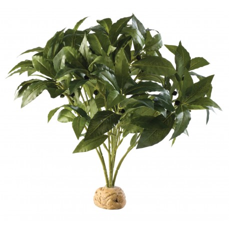 PLANTA "LAUREL BUSH"