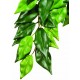 PLANTA "FICUS" PQ.