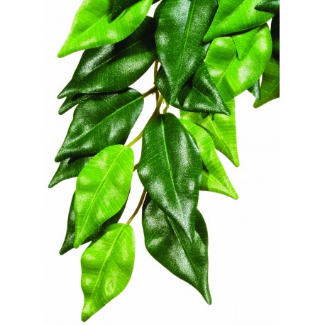 PLANTA "FICUS" PQ.
