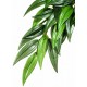 PLANTA "RUCUS" PQ.