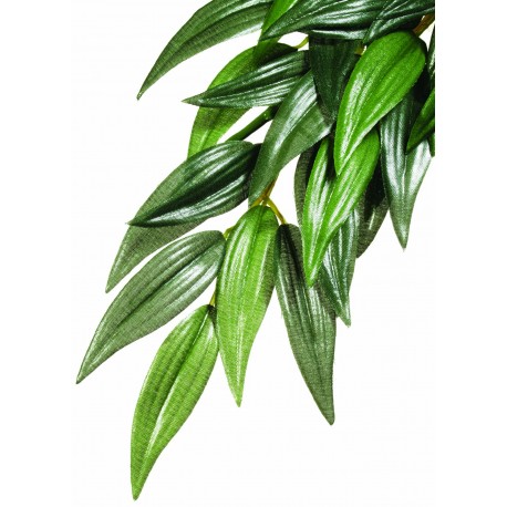 PLANTA "RUCUS" PQ.