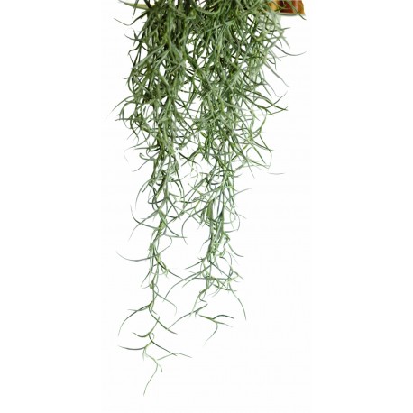 PLANTA MUSGO ESPANHOL, PEQ.