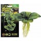 PLANTA "ALFACE DE ÃGUA" FLUTUANTE