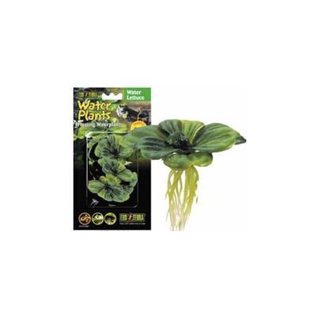 PLANTA "ALFACE DE ÃGUA" FLUTUANTE